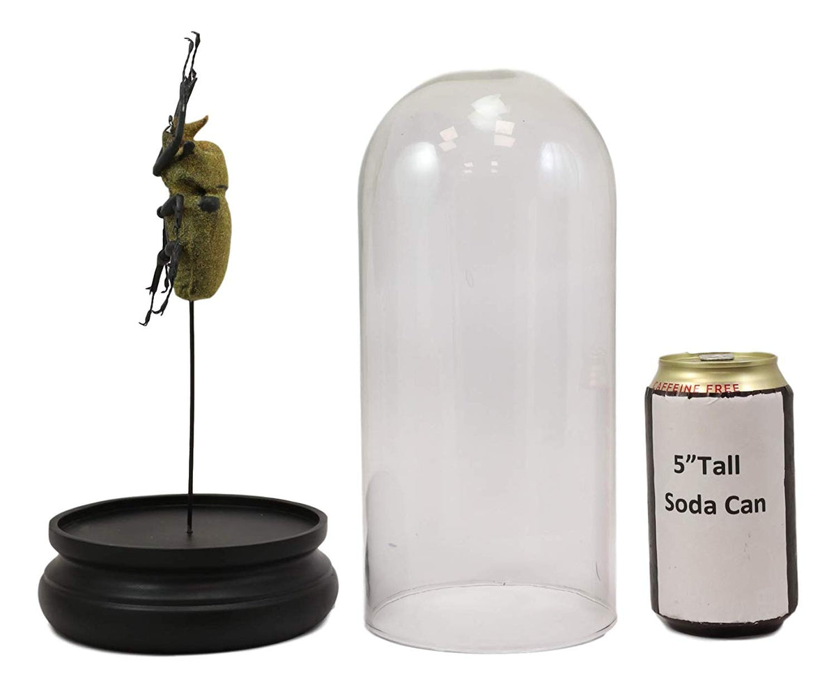 Ebros Exotic Entomology Beetle Faux Taxidermy Sculpture in Victorian Glass Dome Cloche Display Educational 3D Model Or As Mantelpiece Shelf Table Decoration Museum Gallery Figurine (Elephant)