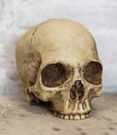 Ebros Realistic Homo Sapiens Jointed Human Half Jawless Skull Statue 7" Long