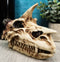 Fossil Skull Smog Fire Breath Horned Dragon Incense Holder Burner Figurine Box