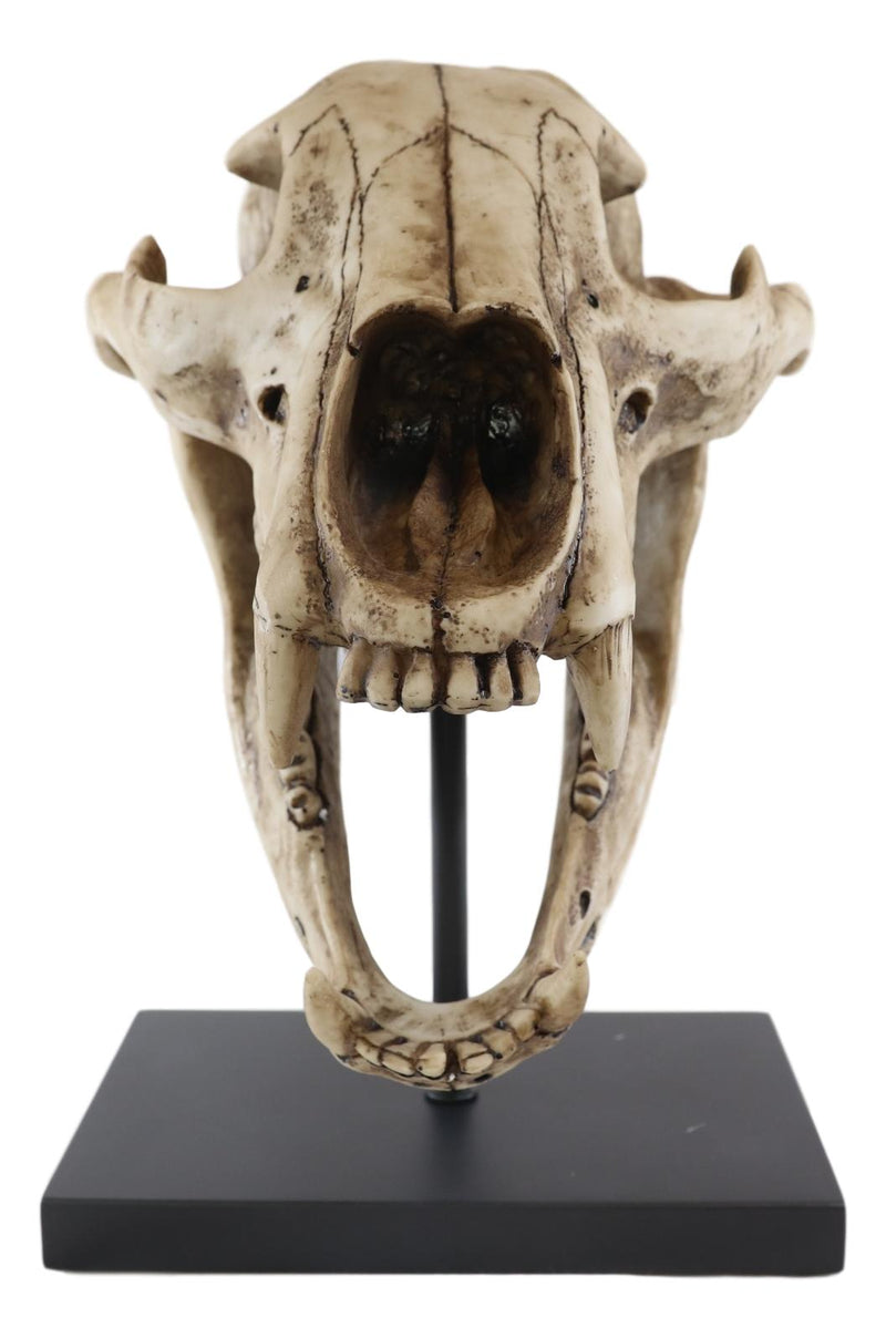 Ebros Faux Taxidermy Black Bear Skull Baring Teeth Statue On Pole Mount Display