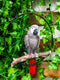 Hanging Grey Macaw Parrot Bird Perching On Branch With Metal Round Ring 13.5" H