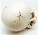 Ebros Large Dragon Demon Skull Skeleton Figurine 9.5" Long Novelty Halloween Decor