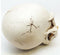 Ebros Large Dragon Demon Skull Skeleton Figurine 9.5" Long Novelty Halloween Decor