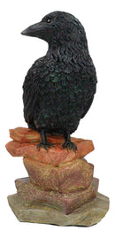 Edgar Poe Realistic Goth Raven Crow Perching On Rocks Figurine Macabre Dark Arts