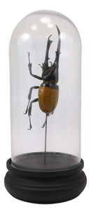 Ebros Exotic Entomology Beetle Faux Taxidermy Sculpture in Victorian Glass Dome Cloche Display Educational 3D Model Or As Mantelpiece Shelf Table Decoration Museum Gallery Figurine (Hercules)