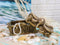 Ebros Deep Sea Kraken Octopus Skull Treasure Jewelry Decorative Box Figurine