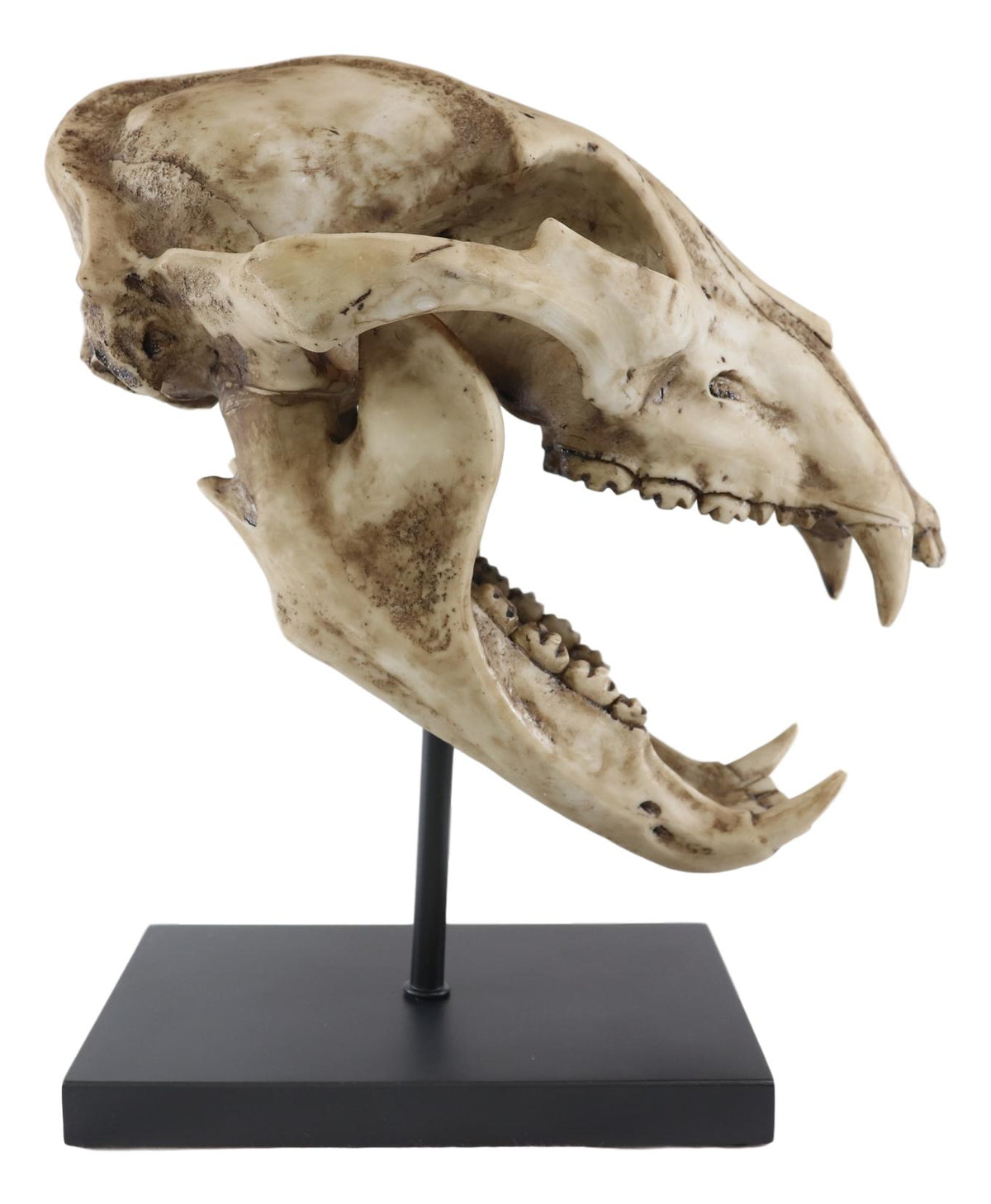 Ebros Faux Taxidermy Black Bear Skull Baring Teeth Statue On Pole Mount Display