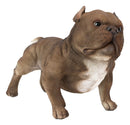 Ebros Animal World Realistic American Bully Dog Home Decor Resin Figurine 18"L