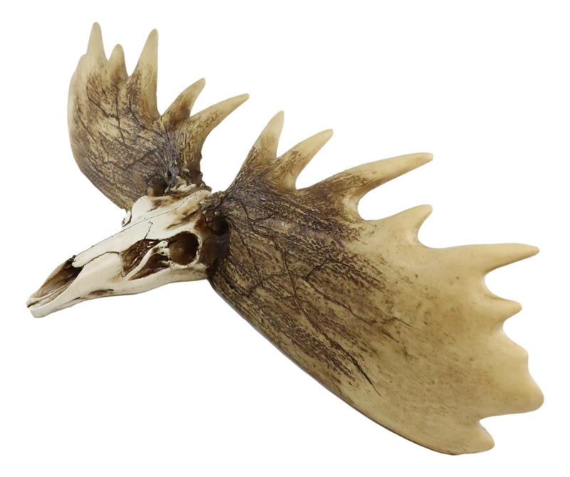 Rustic Western Moose Elk Skull With Point Hook Antlers Wall Floating Shelf 22"L