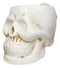 Ebros Ossuary Ghastly Death Skull Drinking Coffee Mug 12oz Tankard Beer Cup