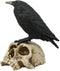Ebros Gothic Raven Perching On Skull Statue 7.25" High Crow Scavenger Figurine