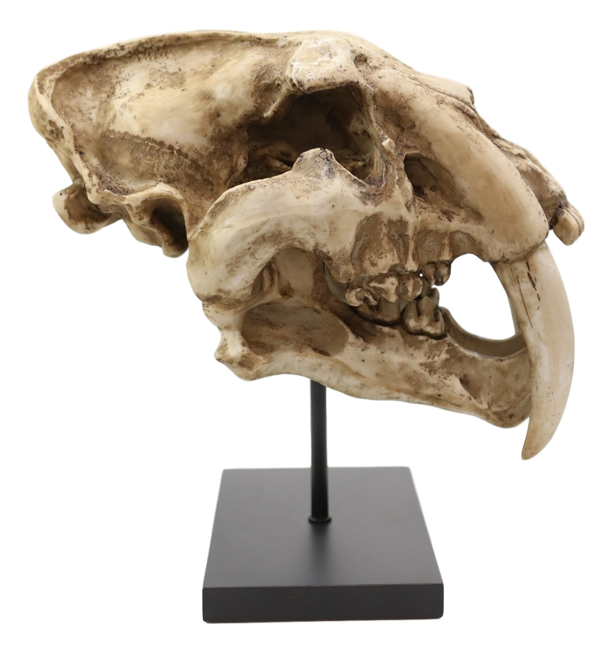 Sabertooth Tiger Cat Fossil Skull Skeleton Replica Statue With Museum Pole Mount - Ebros Gift