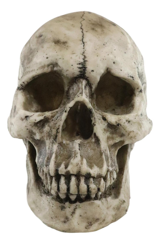 Ebros Large Ossuary Adult Homosapien Skull Decorative Figurine 8.5"L