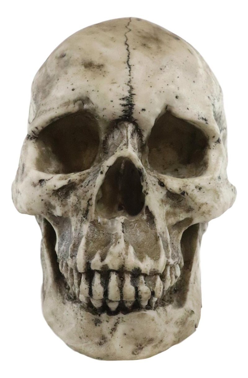 Ebros Large Ossuary Adult Homosapien Skull Decorative Figurine 8.5"L