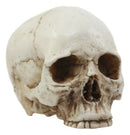 Small Half Jaw Homo Sapiens Skull Figurine Miniature Skull Cranium Sculpture