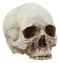 Small Half Jaw Homo Sapiens Skull Figurine Miniature Skull Cranium Sculpture