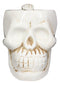 Ebros Ossuary Ghastly Death Skull Drinking Coffee Mug 12oz Tankard Beer Cup