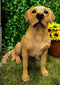 Ebros Large Realistic Lifelike Yellow Labrador Retriever Statue 21"H Golden Retriever