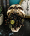 Ebros Shell Protruding from Mouth of Skull Statue 6.25'Long Wardogs Skeleton