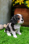 Ebros Adorable Cavalier King Charles Spaniel Dog Breed Statue 5.75"
