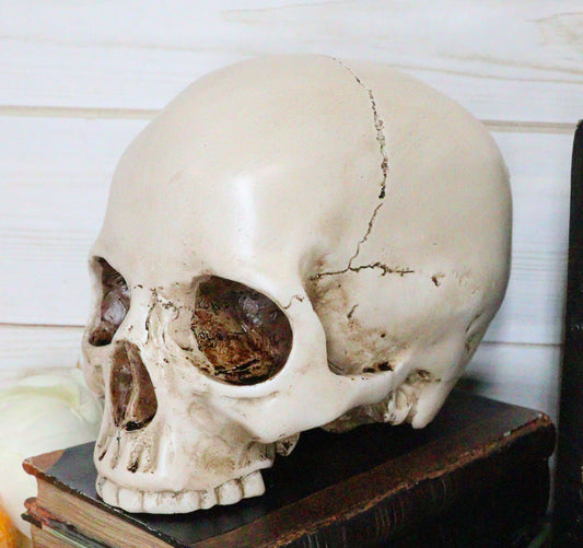Ebros Realistic Homo Sapiens Jointed Human Half Jawless Skull Statue 7" Long
