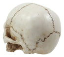 Small Half Jaw Homo Sapiens Skull Figurine Miniature Skull Cranium Sculpture