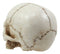 Small Half Jaw Homo Sapiens Skull Figurine Miniature Skull Cranium Sculpture