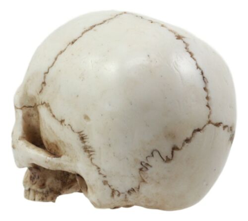 Small Half Jaw Homo Sapiens Skull Figurine Miniature Skull Cranium Sculpture