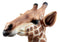 Ebros Safari Giraffe Head Trophy Taxidermy Wall Decor Sculpture Hanging Plaque