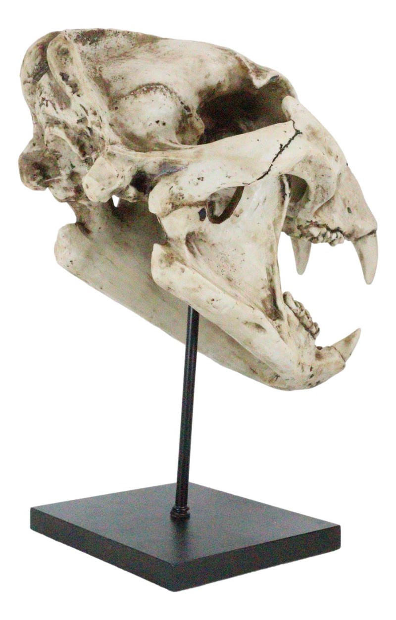 African Lion Fossil Skull Baring Jaws and Teeth Statue On Museum Pole Mount 14"H