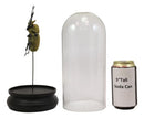 Entomology Elephant Beetle Faux Taxidermy Sculpture in Glass Dome Cloche Display