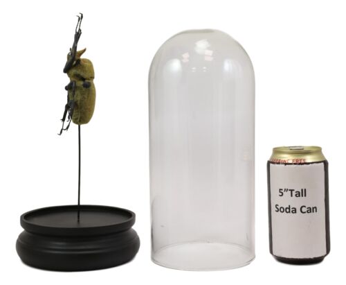 Entomology Elephant Beetle Faux Taxidermy Sculpture in Glass Dome Cloche Display