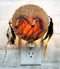 Rustic Western Tribal Indian 2 Running Horses Dreamcatcher Plug In Night Light