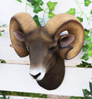 Rocky Mountains Bighorn Ram Trophy Taxidermy Wall Decor Sculpture Hanging Plaque