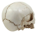 Small Half Jaw Homo Sapiens Skull Figurine Miniature Skull Cranium Sculpture