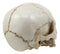 Small Half Jaw Homo Sapiens Skull Figurine Miniature Skull Cranium Sculpture