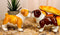 Fawn Chocolate Bulldogs Salt And Pepper Shakers Ceramic Magnetic Figurine Set