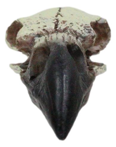 Pack Of 3 Gothic Reliquary Raven Crow Skull Small Pendant Talisman Figurines