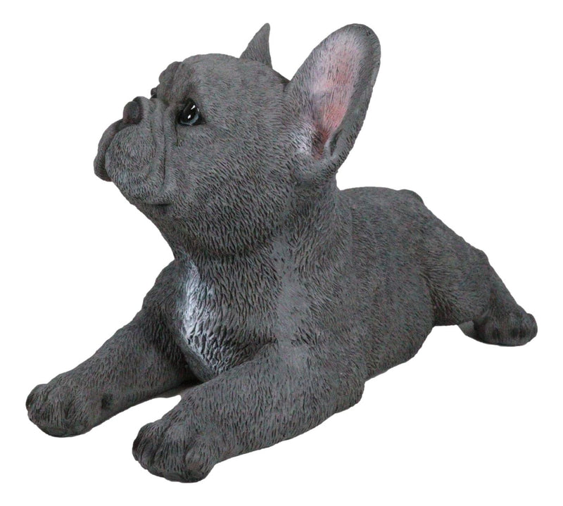 Realistic Lifelike Gray French Bulldog Puppy Sitting On Belly Figurine Frenchie