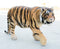 Grand Size 55"Long Majestic Lifelike Jungle Apex Predator Bengal Tiger Statue