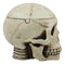 Day of The Dead Ossuary Human Skull Ashtray Statue Skeleton Cranium Jewelry Box