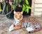 Large Royal Bengal Tiger Resting Gracefully 15.5" Long Statue Home Garden Decor