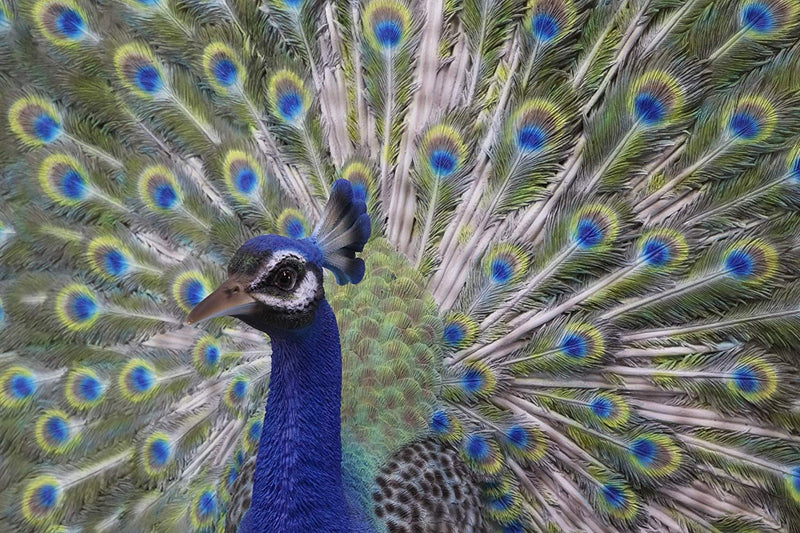 Large Gallery Quality Male Peacock With Exotic Iridescent Train Plumage Statue