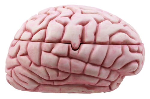 Walking Dead Zombie Brain Jewelry Box Decorative Figurine Zombie Brains Bait Box