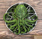 Ebros Oberon Zell The Great Cthulhu Elder God with Occult Metaphysical Star Symbol Round Wall Decor 5.75" Diameter Figurine Home Decor Hanging Plaque