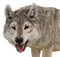 Ebros Large 4 Feet Long Wildlife Alpha Gray Wolf Statue Realistic Timber Wolf Decor