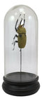Entomology Elephant Beetle Faux Taxidermy Sculpture in Glass Dome Cloche Display