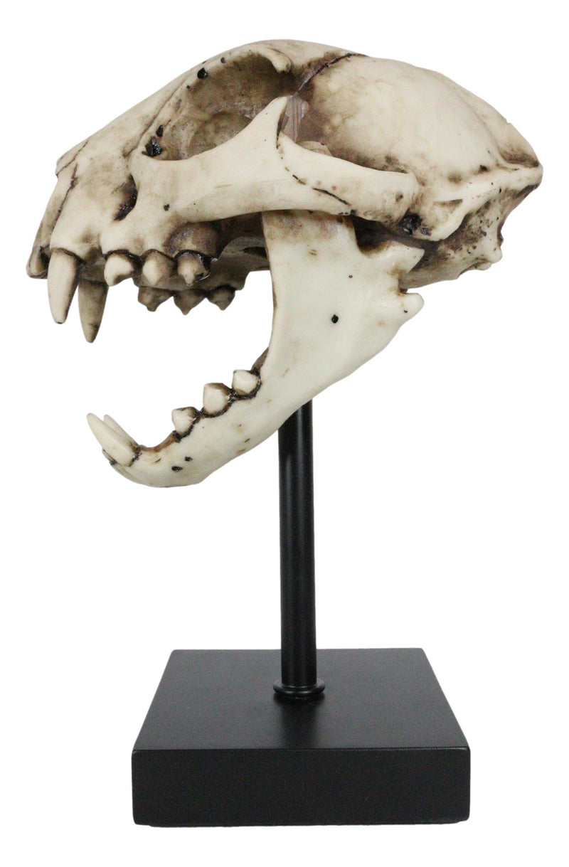 Faux Taxidermy Replica Bobcat Fossil Skull Statue On Museum Display Pole Mount