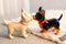 Kissing Chihuahua Couple Puppy Dogs Magnetic Ceramic Salt And Pepper Shakers Set