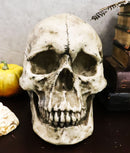 Ebros Large Ossuary Adult Homosapien Skull Decorative Figurine 8.5"L
